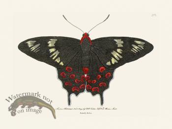 271 Butterfly Hector